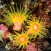 coral_cup_tr_si_v_0145_kom0506.jpg